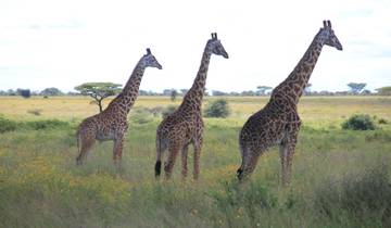 Three giraffes standing in a grassy savannah with scattered trees.