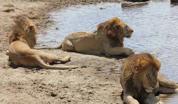 Three male lions resting by a waterhole.