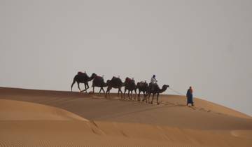 Camel caravan walking across desert dunes.