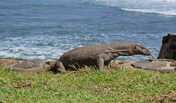 Monitor lizard on grass near the seaside.