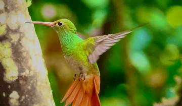 Close-up of a hummingbird mid-flight near a tree.