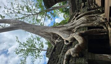 Massive tree roots enveloping ancient ruins.