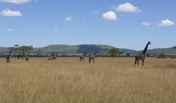 Giraffes in the savannah with distant hills.