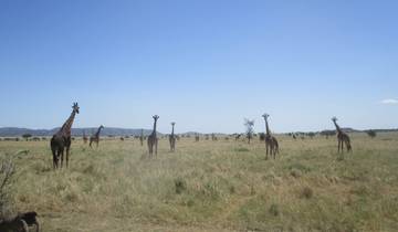 Giraffes on an open plain against a blue sky.