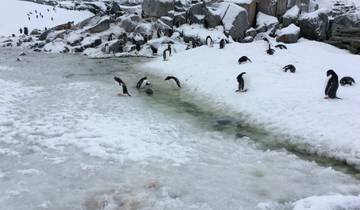 Penguins gathered by an icy water stream.