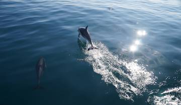 Two dolphins swimming and jumping in the ocean.
