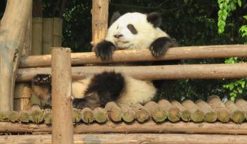 Giant panda resting on a wooden structure.