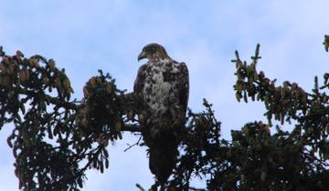 Bird of prey perched on a tree branch.