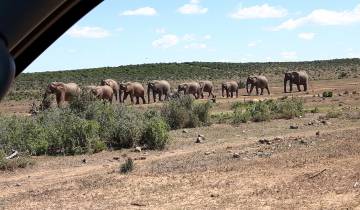 Herd of elephants walking across a grassy plain.