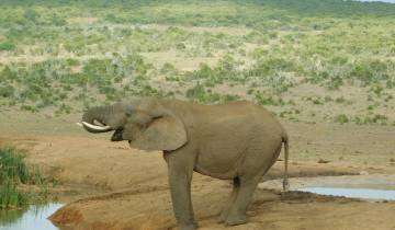 Elephant standing near a waterhole in a natural setting.