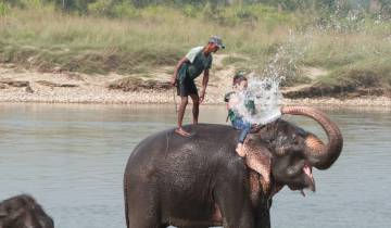 Elephant being bathed in a river by guests.