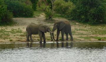 Two elephants near a river.