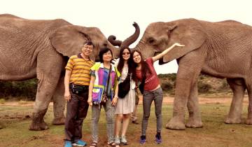 Family posing with two elephants extending trunks.