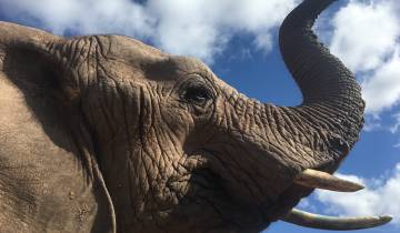 Close-up of an elephant's head against a blue sky.