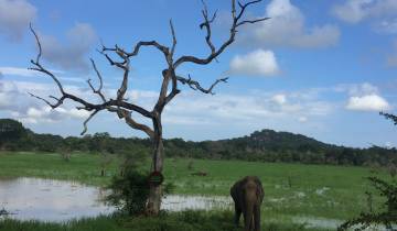 Elephant in a lush landscape with a tree.
