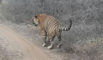 Tiger walking on a dirt path in a forest.