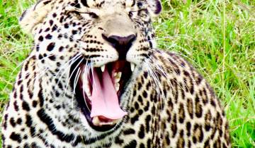 Close-up of a yawning leopard in a grassy area.