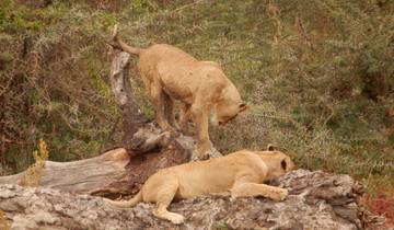 Two lions resting on a rocky surface.