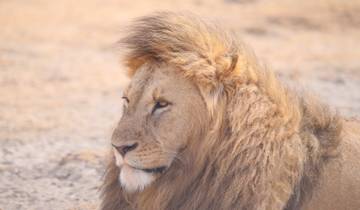 Close-up of a lion's face in a dry landscape.