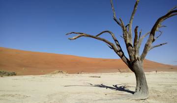 Desert landscape with a dead tree under a bright blue sky.