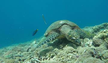 Underwater view of a sea turtle on a coral reef.