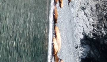 Group of seals resting on a rocky beach.