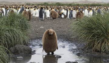 Penguin standing in a muddy area with a large group in the background.