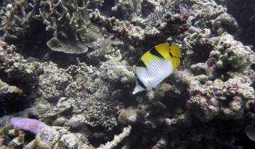Yellow and white fish swimming in a coral reef.