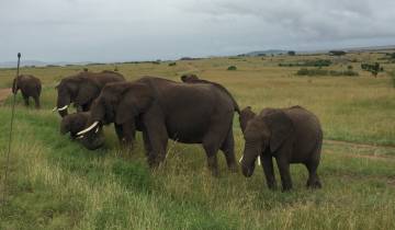 A herd of elephants walking through the grassland.