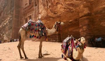 Camels and the Siq leading to the Treasury in Petra.