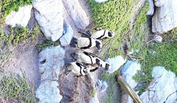 Three penguins on rocky terrain.