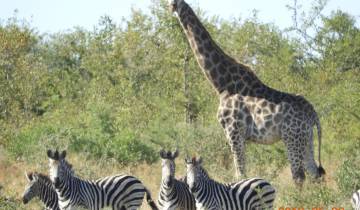 A giraffe and zebras standing in a grassy area.