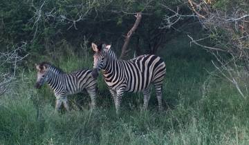 Zebras in a grassy landscape.
