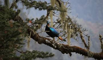 A bird perched on a tree branch in a forest.