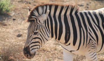 Close-up of a zebra in a natural setting.