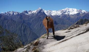A llama standing on a rocky terrain with snow-capped mountains in the background.