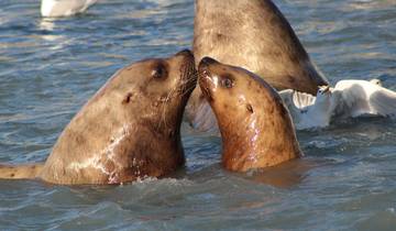 Sea lions playing in the water with a bird in the background.