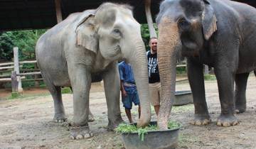 Man standing with elephants in a park.