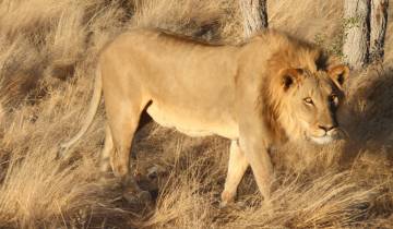 A lion walking through dry grasses, showcasing wildlife.