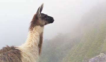 Lone llama on a misty mountainous backdrop.