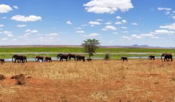 Herd of elephants near a waterhole.