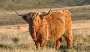 A Highland cow standing in a grassy field.