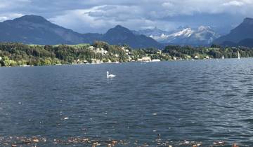 Swan swimming in a lake with mountainous background.