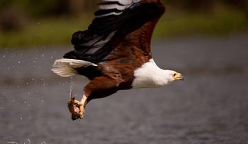 An eagle flying low over the water with a catch.