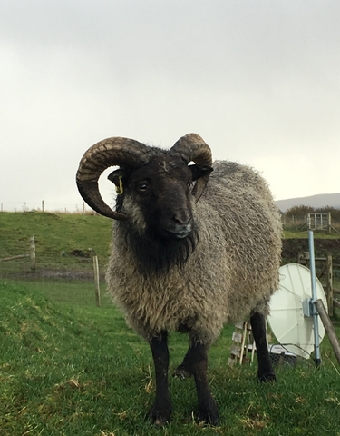 Close-up of a sheep with mountainous background.