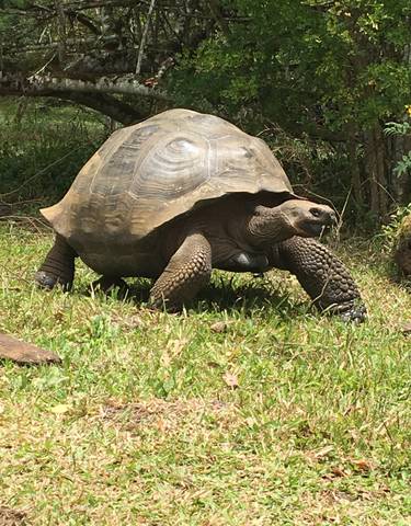 Galapagos tortoise walking on grass.