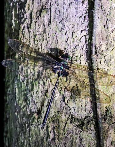 Dragonfly on a tree trunk.