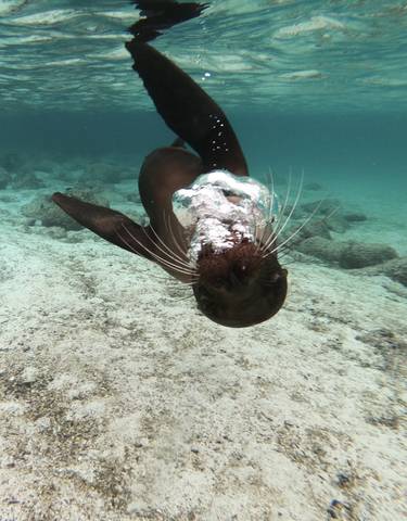 A seal swimming underwater.