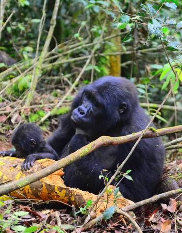 Gorilla with young in the forest.