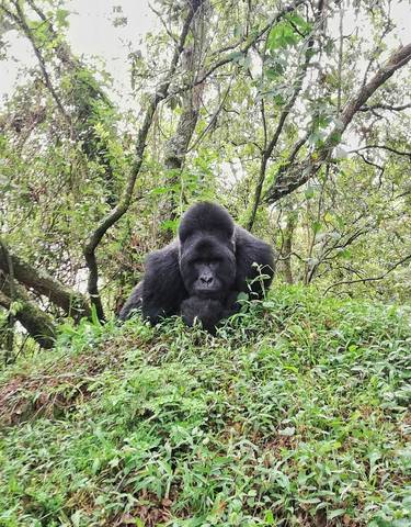 Close-up of a gorilla in its natural habitat.